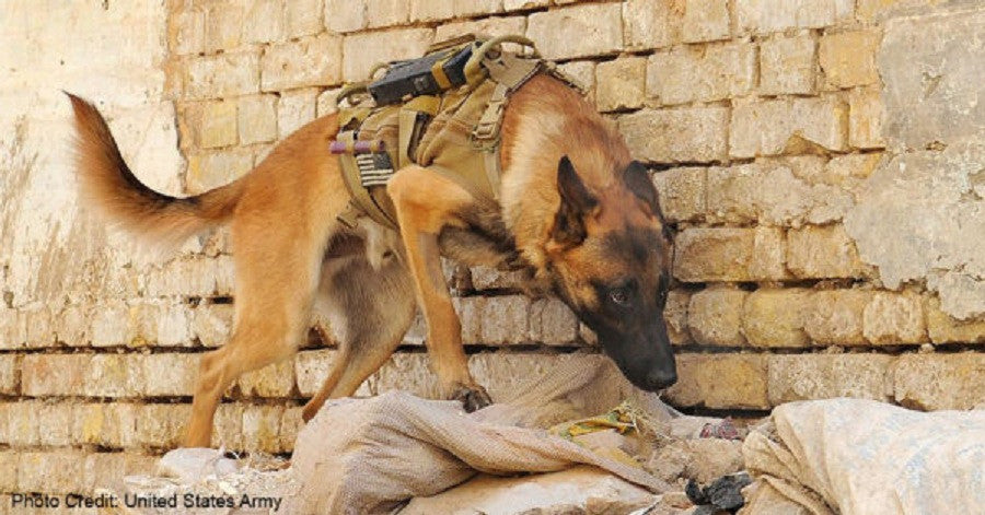 Military Dog  Iireland  Honored at an Amazing Memorial Service