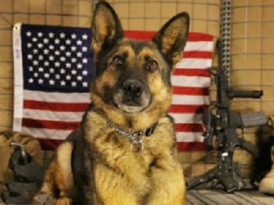 The Law That Guarantees All Military Working Dogs’ To Be Retired on U.S. Soil