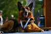 Military Service Dogs who Received Medals of Honor