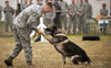 10 Facts about Military Service Dogs