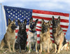 Things About Military Dogs You Need To Know