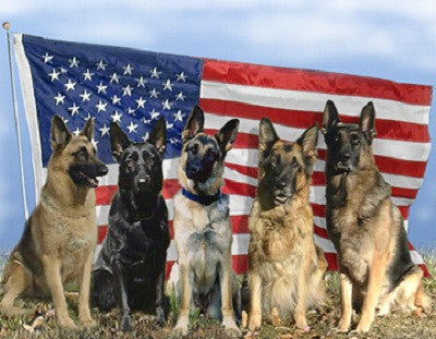 Things About Military Dogs You Need To Know