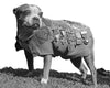 Famous War Dog Heroes